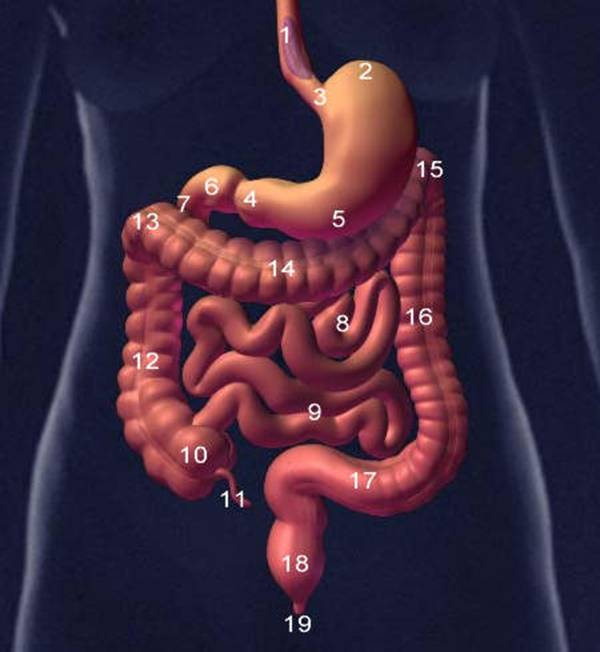 Fisiologia Estomago 2